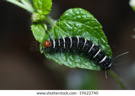 black and white caterpillar clip art. stock photo : A lack and