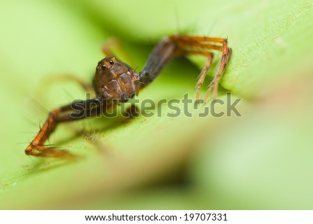 A reddish brown crab spider