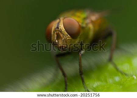 Frontal shot of a fly