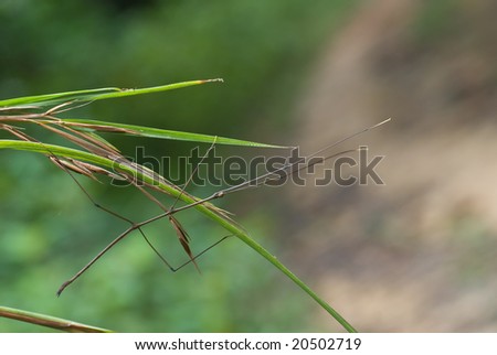 Stick insect on plant