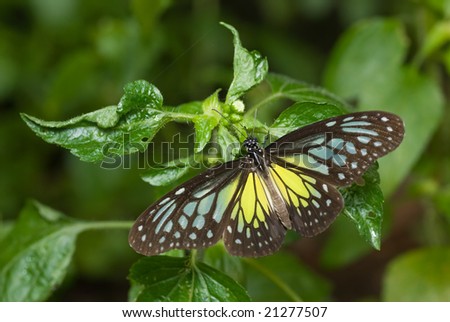 Macro shot of a yellow glassy tiger butterfly