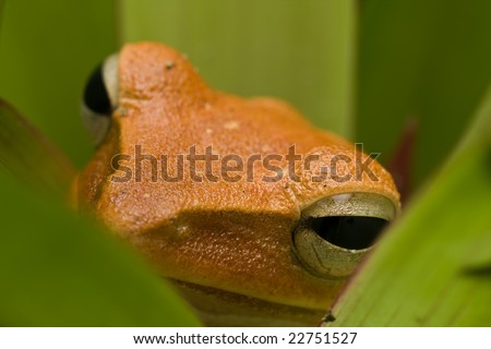 Macro shot of a golden colored frog