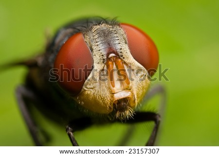 Macro shot of a bottle fly\'s face