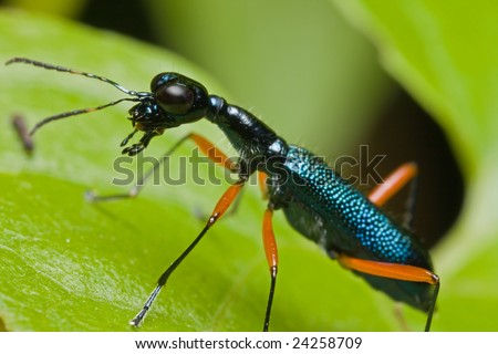 Macro shot of a blue tiger beetle