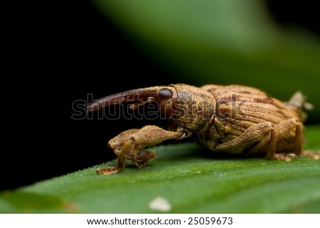 Snout Weevil