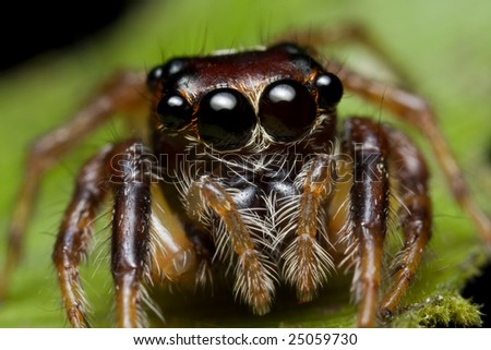 Face shot of a jumping spider