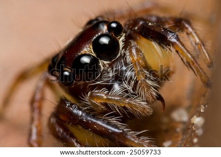 Face shot of a jumping spider