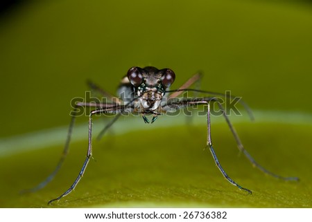 Macro front view shot of a tiger beetle on green leaf