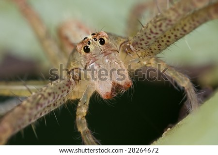 Macro face shot of a spider with big fangs