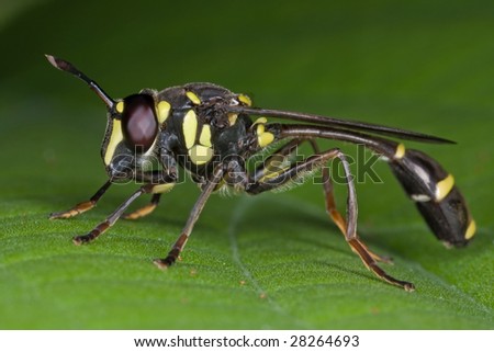 Macro shot of a yellow jacket wasp