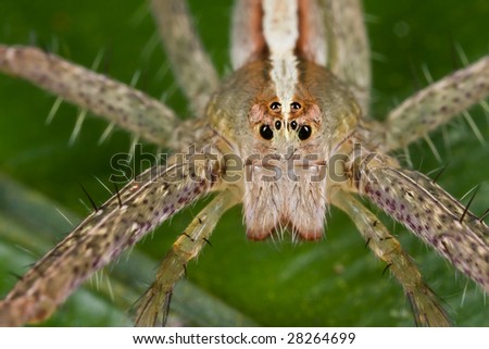 Macro face shot of a spider