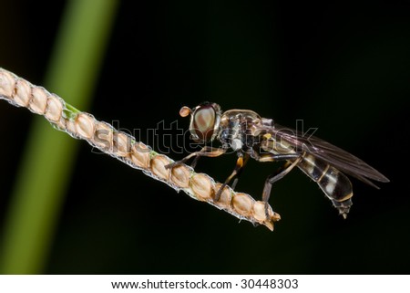 Macro shot of a hover fly