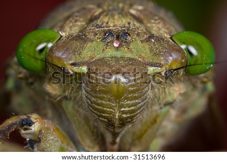Macro shot of a cicada frontal