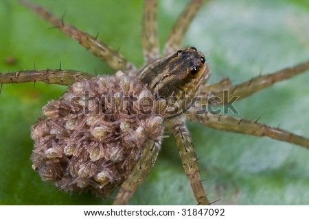 brazilian wandering spider