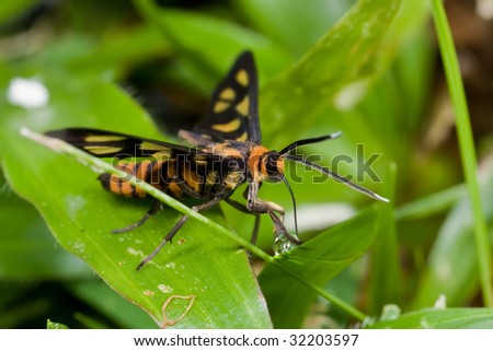 Macro shot of a tiger moth drinking dewdrop water