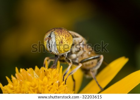A male speckle-eyed drone hover fly on orange flower