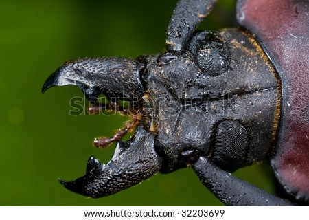 Dark Beetle