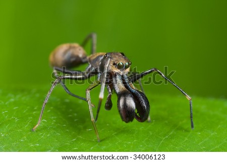 Frontal shot of a black ant-mimicking jumping spider