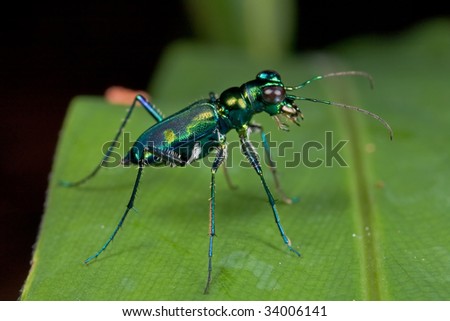 Macro shot of a green tiger beetle on green leaf