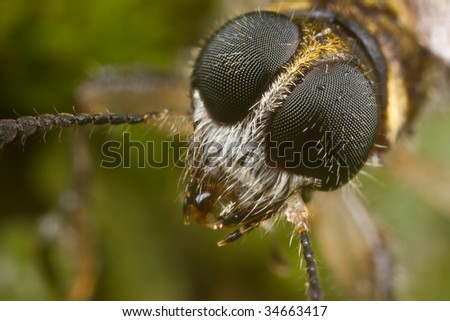 Extreme macro shot of a tiger beetle