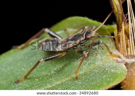A mirid bug/plant bug sucking sap from a bamboo plant