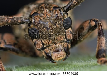 Frontal portrait shot of a longhorn beetle