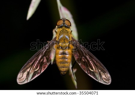 Top view of a bee fly, Bombyliidae