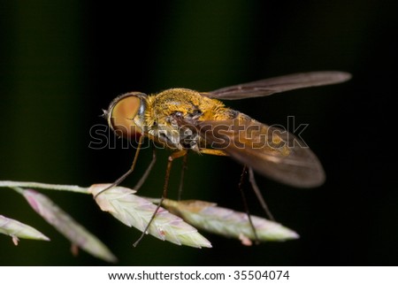 Side view of A bee fly, Bombyliidae