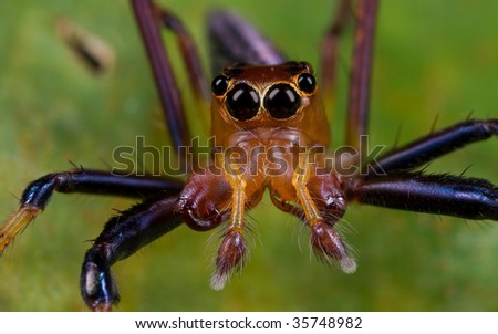 A frontal portrait shot of a reddish jumping spider
