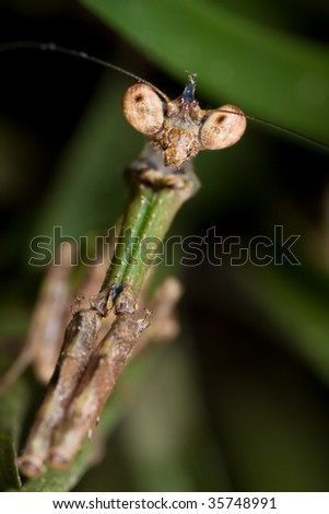 A frontal shot of a mantis