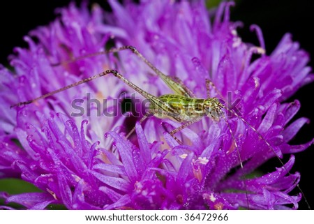 Porcupine Bush