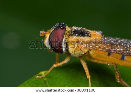 Macro shot of a wet/dewy hover fly