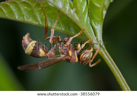 Macro shot of a reddish wasp upside down