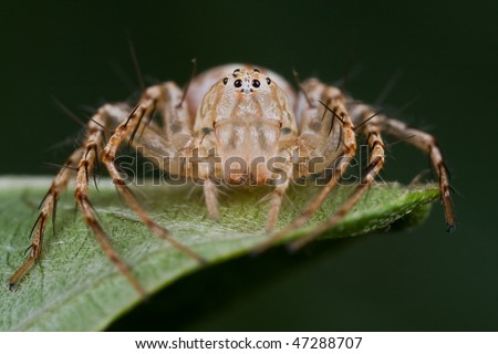 Macro frontal shot of a female Lynx spider
