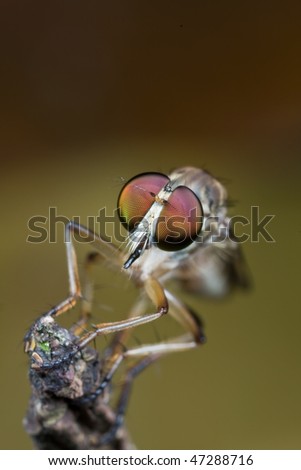 Macro frontal shot of a robber fly
