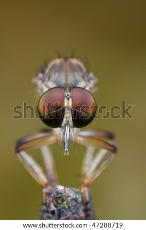 Macro frontal shot of a robber fly