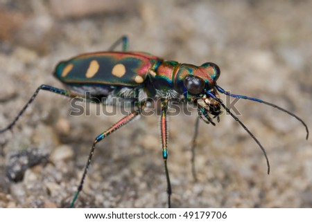 Macro shot of a tiger beetle on the ground