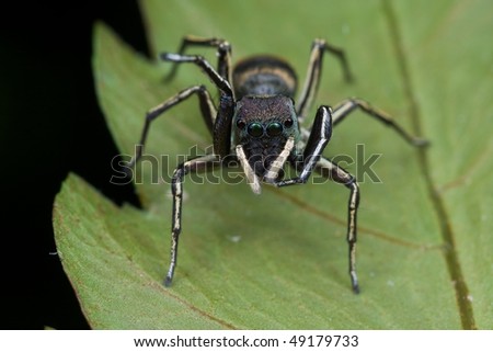 Macro frontal shot of an ant-mimic jumping spider
