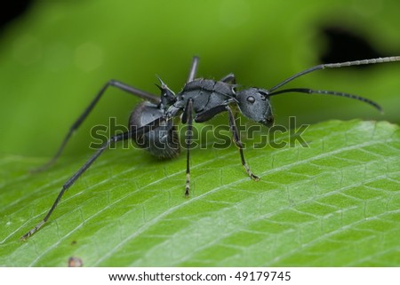 Macro side view shot of a black spiny ant