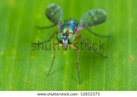 Macro shot of a long legged fly, face to face