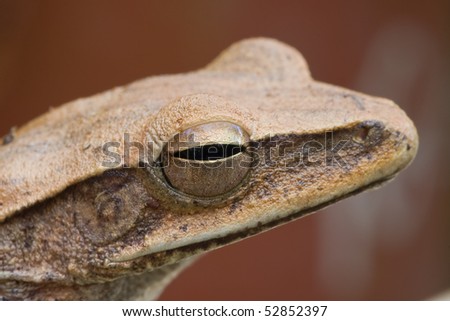 Macro shot of a golden frog