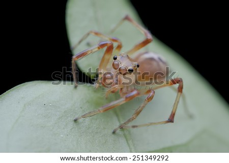 Macro image of a cute jumping spider on green leaf