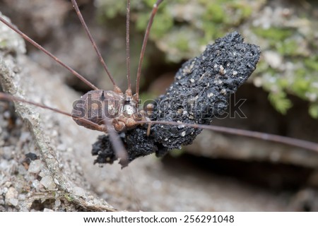 Macro image of a harvestman carrying organic material for food