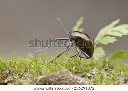 Macro image of a shiny and reflective beetle on mossy tree trunk
