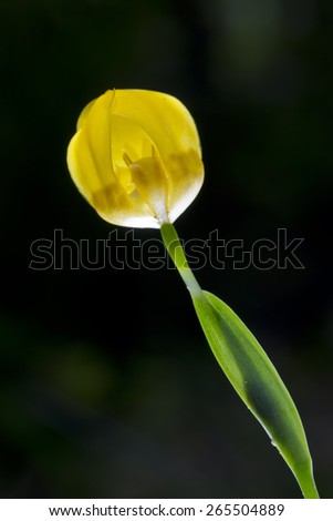 Close-up shot of a yellow iris flower with back-lighting