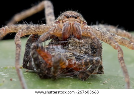 Macro frontal view image of a huntsman spider with a huntsman spider as prey