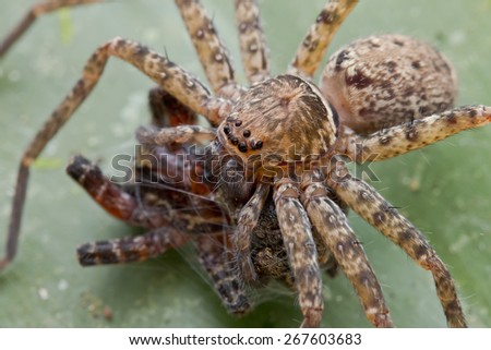 Macro top view image of a huntsman spider with a huntsman spider as prey