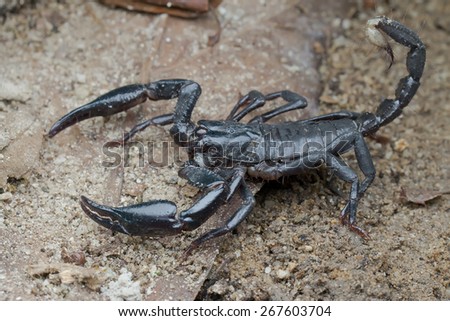 Macro image of a black giant forest scorpion on the ground