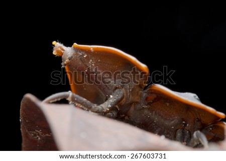 Macro frontal shot of a trilobite beetle