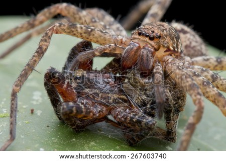 Macro image of a huntsman spider with a huntsman spider as prey